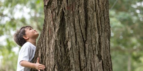 Boy hugging tree